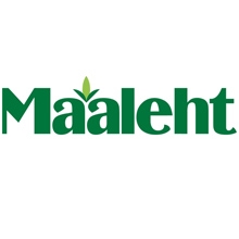 Maaleht